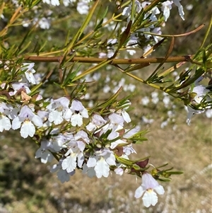 Prostanthera nivea var. nivea at Nicholls, ACT - 17 Oct 2024 12:38 PM