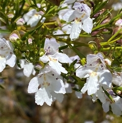 Prostanthera nivea var. nivea at Nicholls, ACT - 17 Oct 2024 12:38 PM