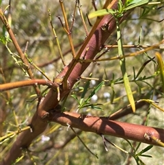 Prostanthera nivea var. nivea at Nicholls, ACT - 17 Oct 2024 12:38 PM