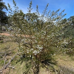 Prostanthera nivea var. nivea at Nicholls, ACT - 17 Oct 2024