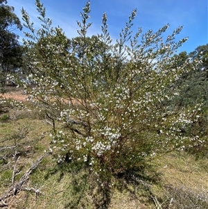 Prostanthera nivea var. nivea at Nicholls, ACT - 17 Oct 2024 12:38 PM