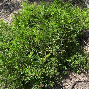 Billardiera heterophylla at Nicholls, ACT - 17 Oct 2024