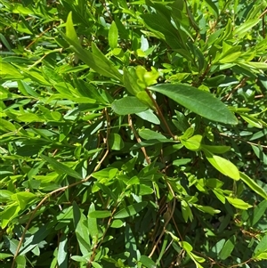 Billardiera heterophylla at Nicholls, ACT - 17 Oct 2024