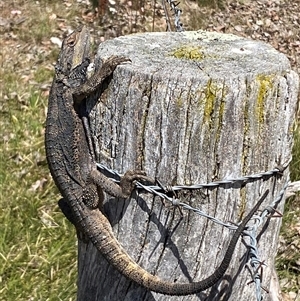 Pogona barbata at Nicholls, ACT - suppressed