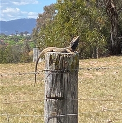 Pogona barbata at Nicholls, ACT - 17 Oct 2024