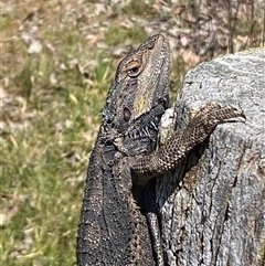 Pogona barbata at Nicholls, ACT - suppressed