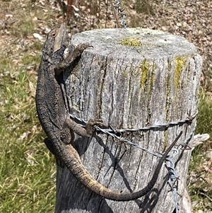 Pogona barbata at Nicholls, ACT - suppressed