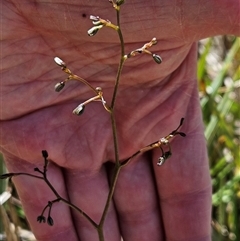 Dianella revoluta var. revoluta (Black-Anther Flax Lily) at Hawker, ACT - 16 Oct 2024 by sangio7