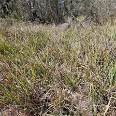 Dianella revoluta var. revoluta at Hawker, ACT - 16 Oct 2024