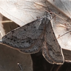 Taxeotis (genus) (Unidentified Taxeotis geometer moths) at Hall, ACT - 17 Oct 2024 by Anna123