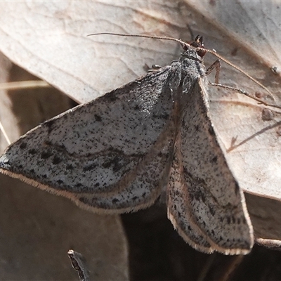 Taxeotis (genus) (Unidentified Taxeotis geometer moths) at Hall, ACT - 16 Oct 2024 by Anna123