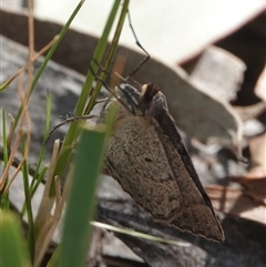 Taxeotis (genus) at Hall, ACT - 17 Oct 2024