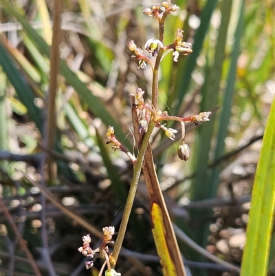 Dianella revoluta var. revoluta (Black-Anther Flax Lily) at Hawker, ACT - 16 Oct 2024 by sangio7