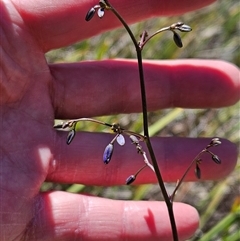 Dianella revoluta var. revoluta (Black-Anther Flax Lily) at Hawker, ACT - 16 Oct 2024 by sangio7