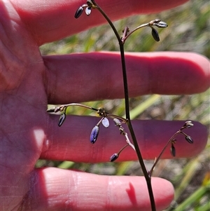 Dianella revoluta var. revoluta at Hawker, ACT - 16 Oct 2024