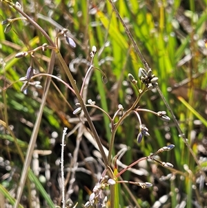 Dianella revoluta var. revoluta at Hawker, ACT - 16 Oct 2024