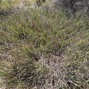 Dianella revoluta var. revoluta at Hawker, ACT - 16 Oct 2024