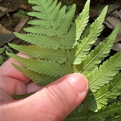 Christella dentata (Binung) at Kangaroo Valley, NSW - 17 Oct 2024 by lbradley