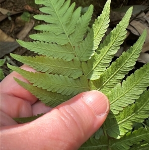 Christella dentata at Kangaroo Valley, NSW - suppressed