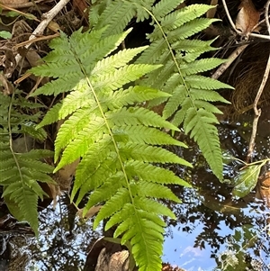 Christella dentata at Kangaroo Valley, NSW - suppressed