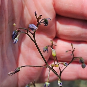 Dianella revoluta var. revoluta at Hawker, ACT - 16 Oct 2024