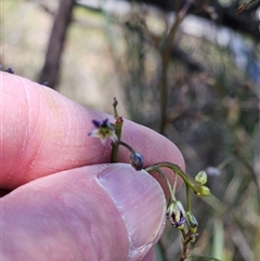 Dianella revoluta var. revoluta at Hawker, ACT - 16 Oct 2024