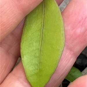 Syzygium smithii at Kangaroo Valley, NSW - suppressed