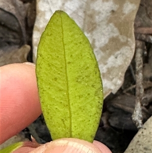 Syzygium smithii at Kangaroo Valley, NSW - suppressed