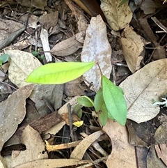 Syzygium smithii at Kangaroo Valley, NSW - suppressed