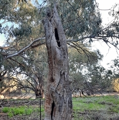 Eucalyptus sp. (A Gum Tree) at Louth, NSW - 16 Aug 2022 by MB