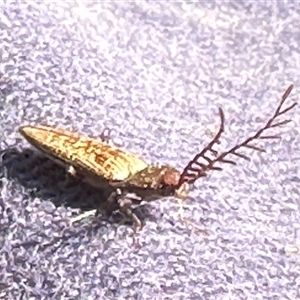 Dicteniophorus sp. (genus) (A click beetle) at Kangaroo Valley, NSW by lbradley