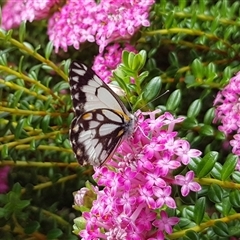 Belenois java (Caper White) at Acton, ACT - 12 Oct 2024 by HappyWanderer