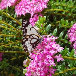 Belenois java at Acton, ACT - 12 Oct 2024