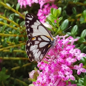 Belenois java at Acton, ACT - 12 Oct 2024