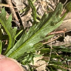 Senecio hispidulus at Kangaroo Valley, NSW - 17 Oct 2024 by lbradley