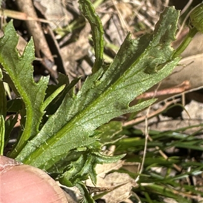 Senecio hispidulus at Kangaroo Valley, NSW - 17 Oct 2024 by lbradley