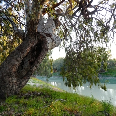 Eucalyptus camaldulensis (River Red Gum) at Wilcannia, NSW - 4 Sep 2020 by MB