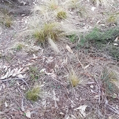 Nassella trichotoma (Serrated Tussock) at Watson, ACT - 18 Aug 2024 by HappyWanderer