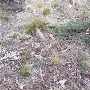 Nassella trichotoma at Watson, ACT - 18 Aug 2024 12:51 PM