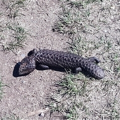 Tiliqua rugosa (Shingleback Lizard) at Throsby, ACT - 9 Oct 2024 by HappyWanderer