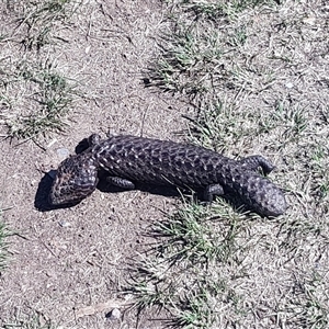 Tiliqua rugosa at Throsby, ACT - 10 Oct 2024 10:45 AM