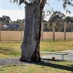 Eucalyptus sp. (A Gum Tree) at Gilmore, ACT - 26 Jun 2022 by MB