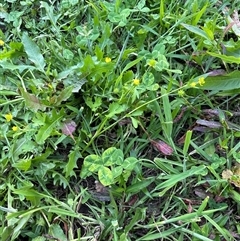 Ranunculus muricatus (Sharp Buttercup) at Kangaroo Valley, NSW - 17 Oct 2024 by lbradley