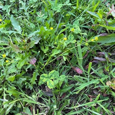 Ranunculus muricatus (Sharp Buttercup) at Kangaroo Valley, NSW - 17 Oct 2024 by lbradley