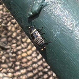 Ellipsidion australe at Yarralumla, ACT - 17 Oct 2024