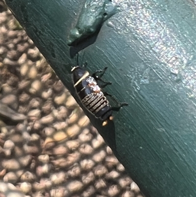 Ellipsidion australe (Austral Ellipsidion cockroach) at Yarralumla, ACT - 17 Oct 2024 by AndyRussell