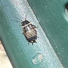 Ellipsidion australe at Yarralumla, ACT - 17 Oct 2024 10:50 AM