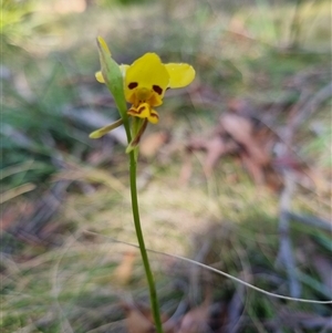 Diuris sulphurea at Monga, NSW - suppressed