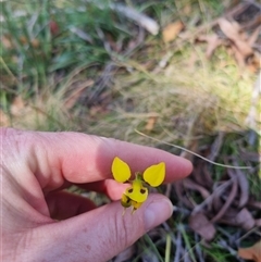 Diuris sulphurea at Monga, NSW - suppressed