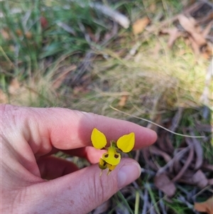 Diuris sulphurea at Monga, NSW - suppressed